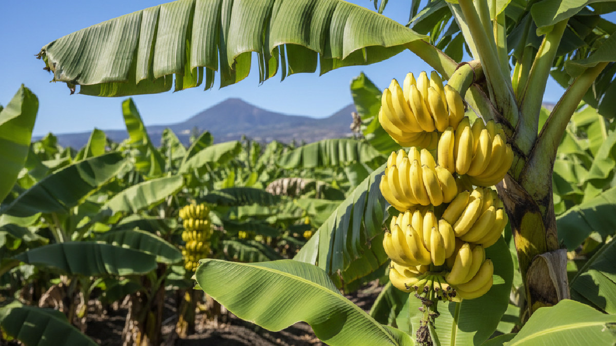 Aumento significativo en el consumo de plátano canario
