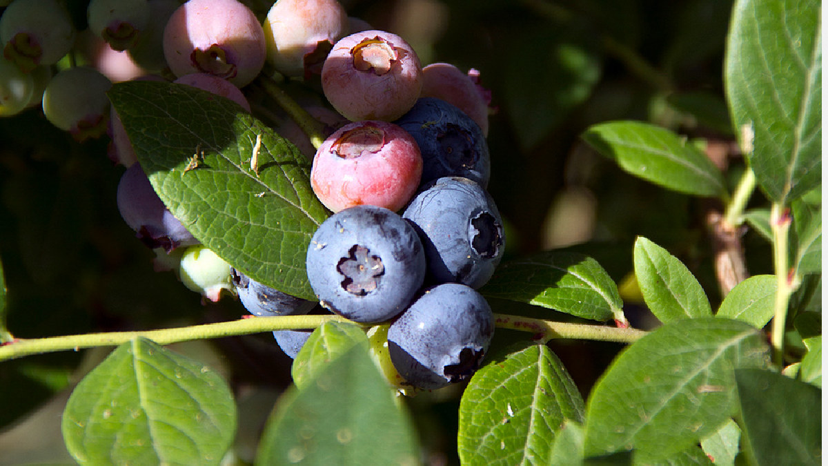 Arándano peruano: el motor de crecimiento hortofrutícola en América