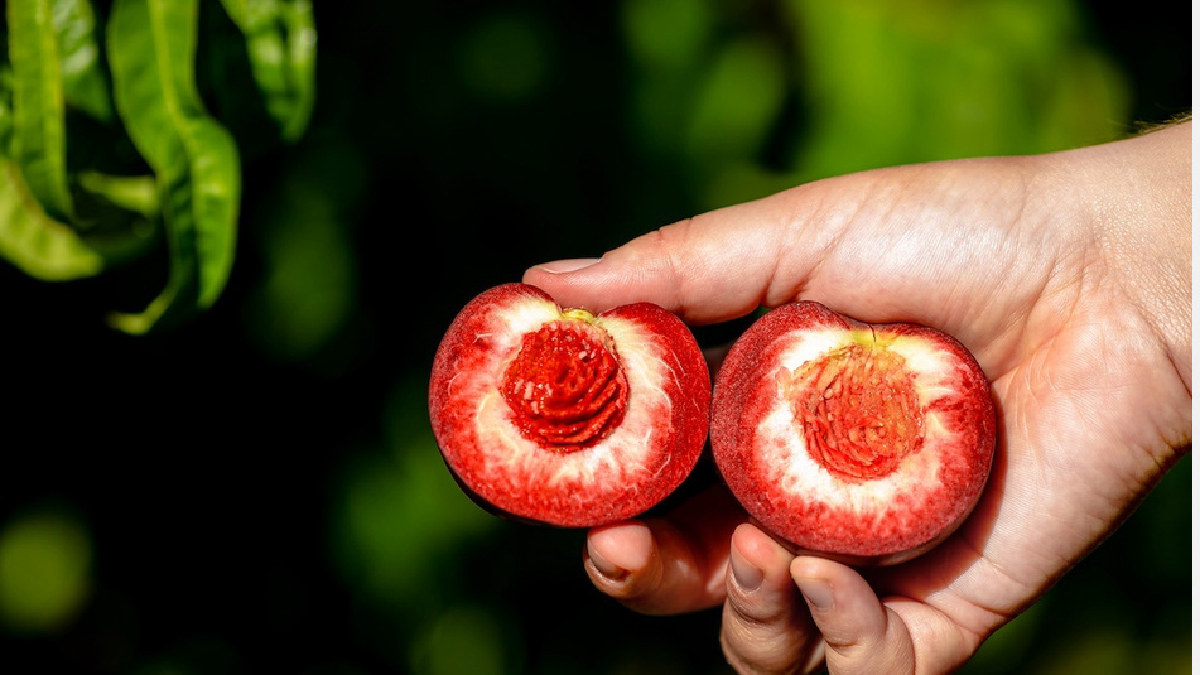 Buenas proyecciones para las frutas de hueso Pêchevigne y Nectavigne