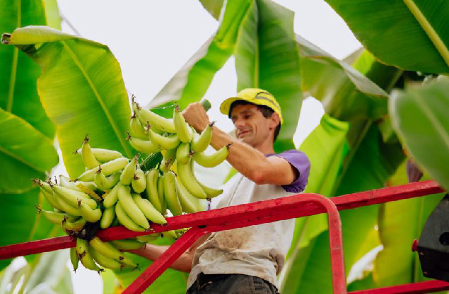 Chiquita Lidera Innovación en el Mercado Europeo del Plátano