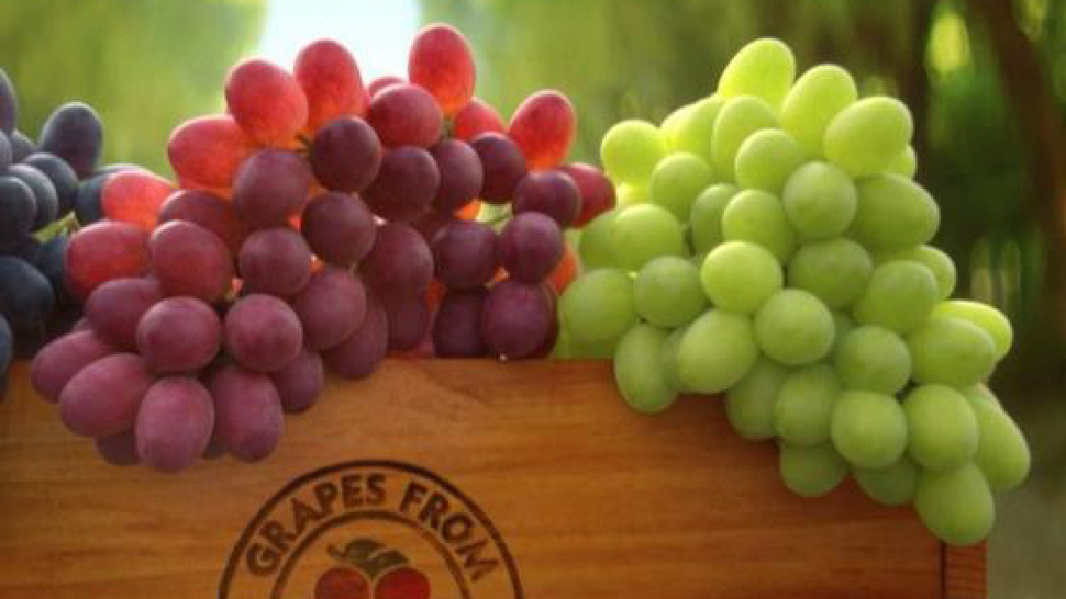 Conterra Adquiere Productor Californiano de Uva de Mesa Hronis