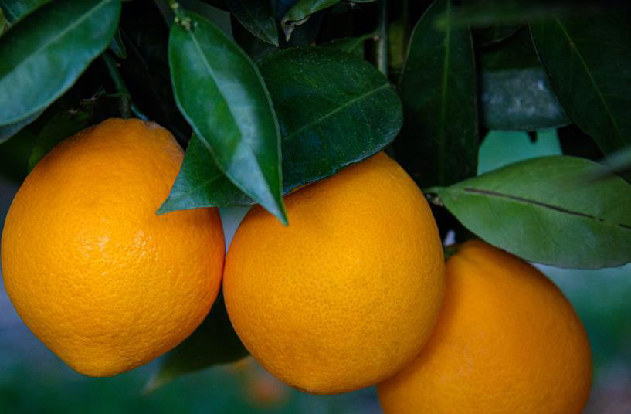 Desafíos Triples Afectan a Productores de Cítricos en Argentina