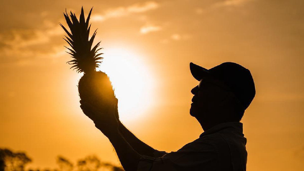 Dole impulsa variedad de piña para el mercado de lujo
