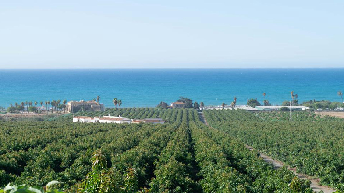 El aguacate liderará el mercado de frutas tropicales en la próxima década