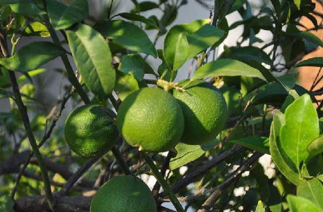 El Niño proyecta riesgos severos para la cosecha de limas en Piura en 2027