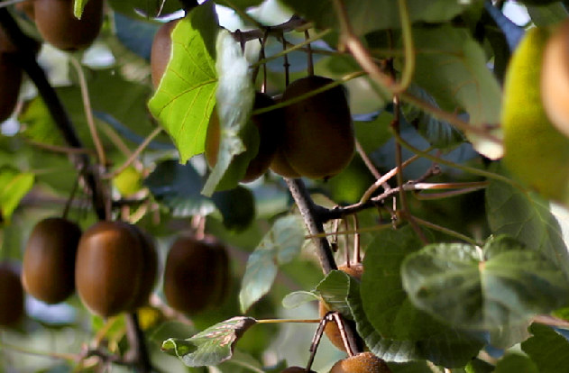 Impacto climático en la cosecha de kiwi francés