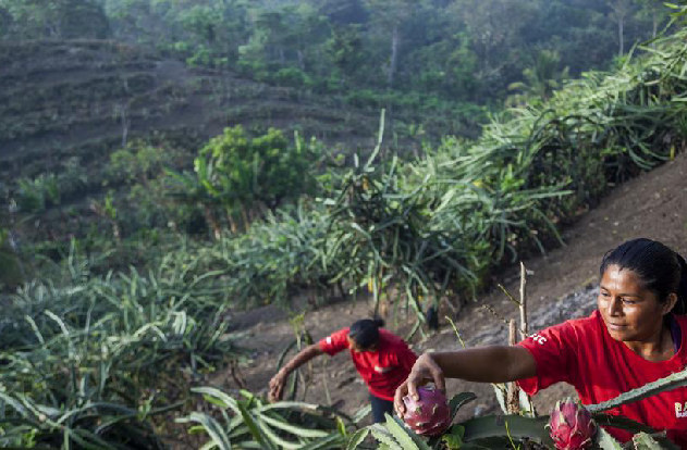 Innocent apoya la sostenibilidad agrícola con su Fondo de Innovación