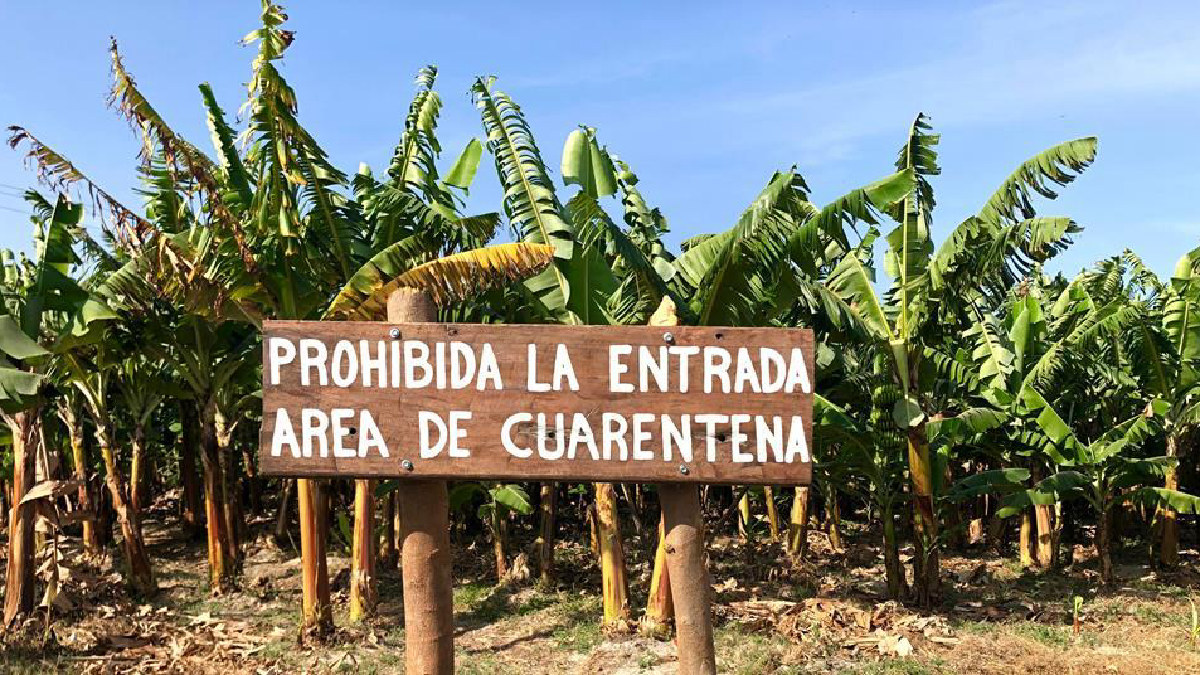 La biotecnología esencial para el futuro del banano