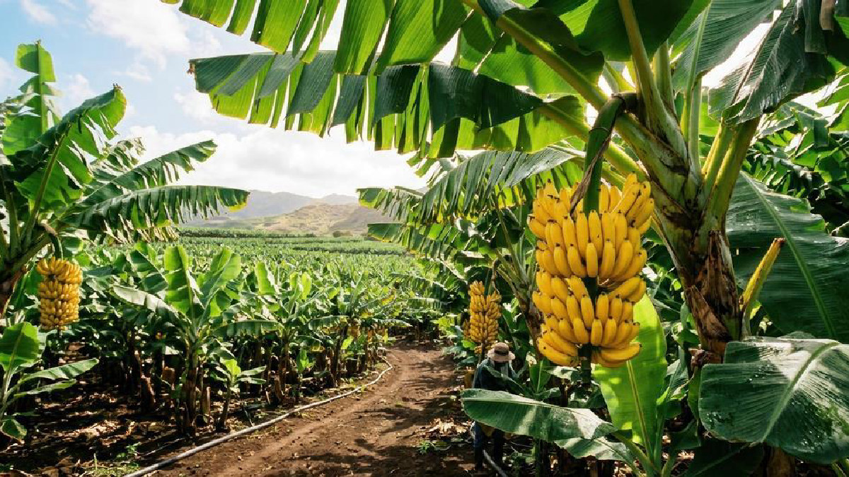 La ciencia, clave en la lucha por la supervivencia del banano