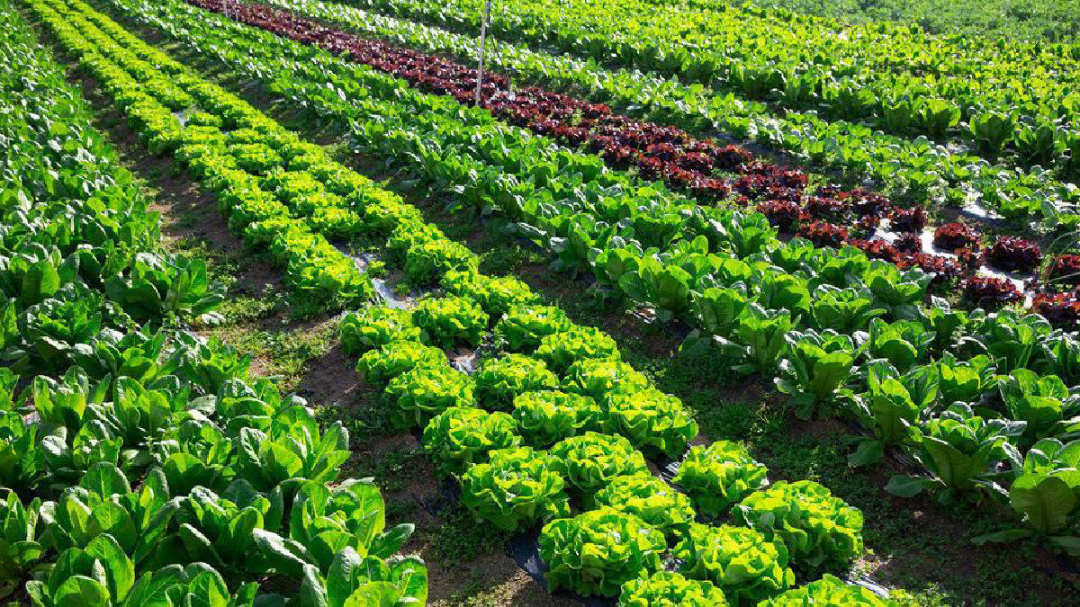 La selección varietal en frutas y hortalizas, esencial para el éxito comercial