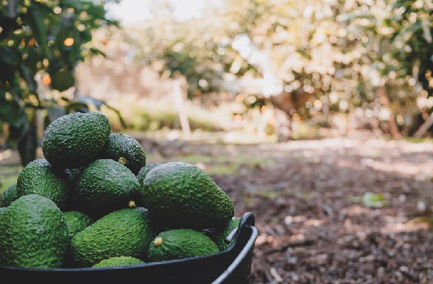 La trazabilidad del aguacate mexicano bajo amenaza criminal