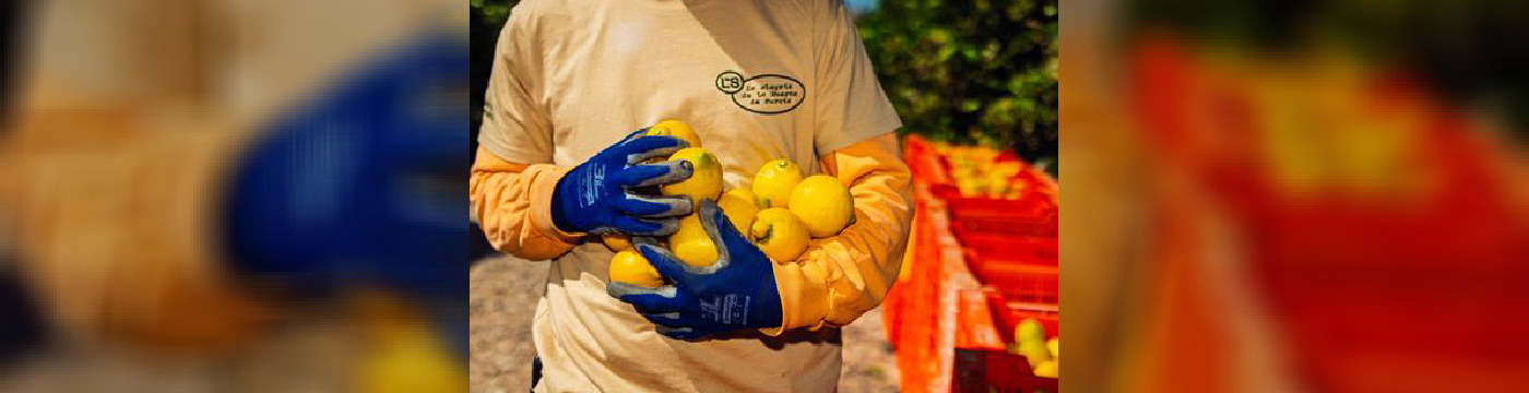 Limones españoles buscan conquistar Francia en 24 horas