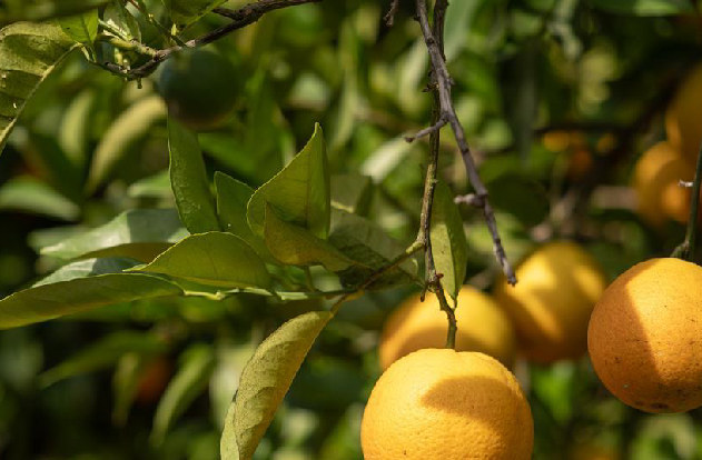 Nuevas directrices de la UE para envases hortofrutícolas