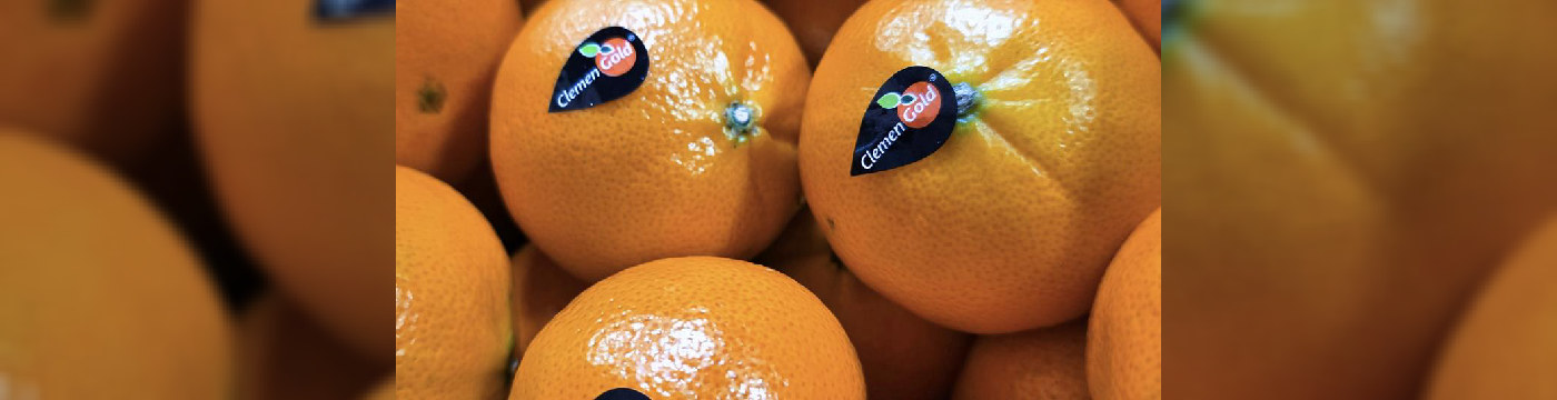 Nuevos requisitos británicos endurecen la exportación de cítricos sudafricanos