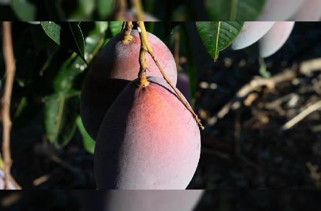 Optimismo en Montosa por la próxima cosecha de mango