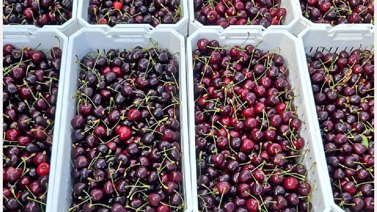 Producción de frutos rojos experimenta cambios y desafíos