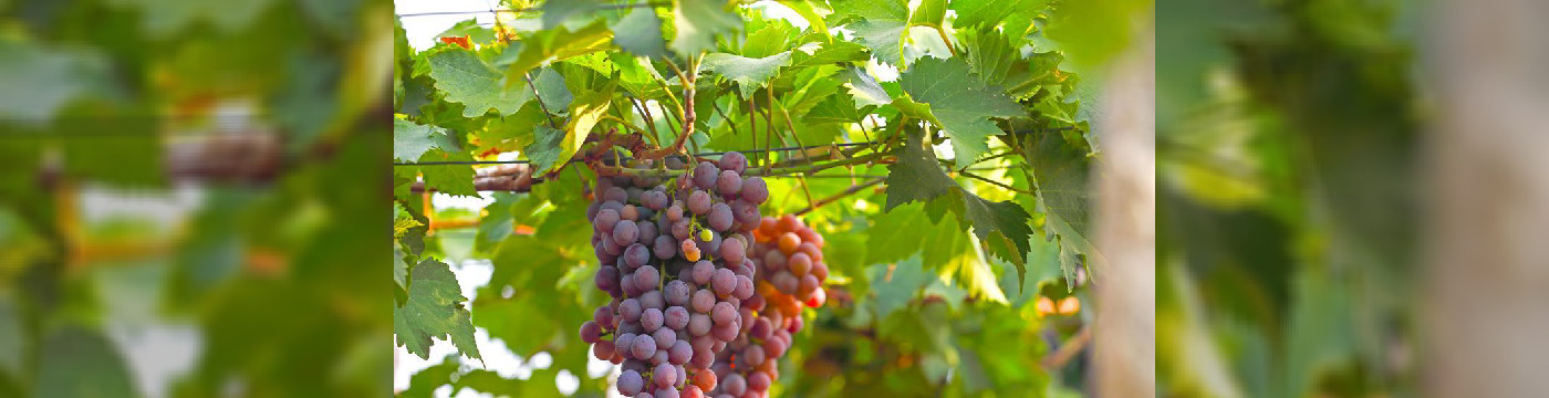 Protección vegetal en la India: implicaciones para los creadores europeos