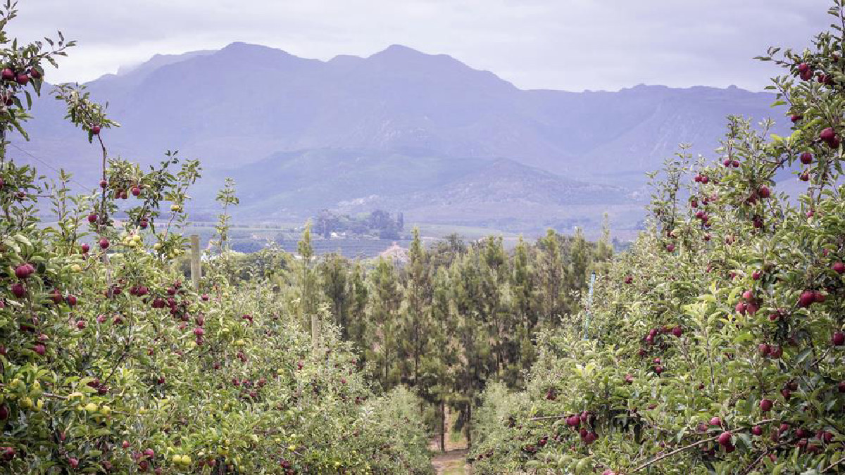 Recuperación de exportaciones de fruta sudafricana tras inundaciones