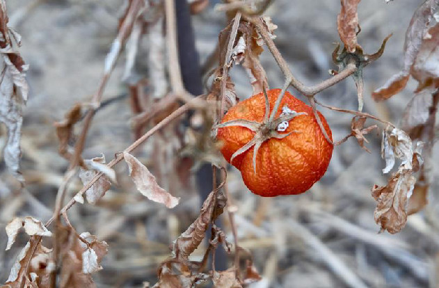 Reino Unido: Importaciones hortofrutícolas y el riesgo climático