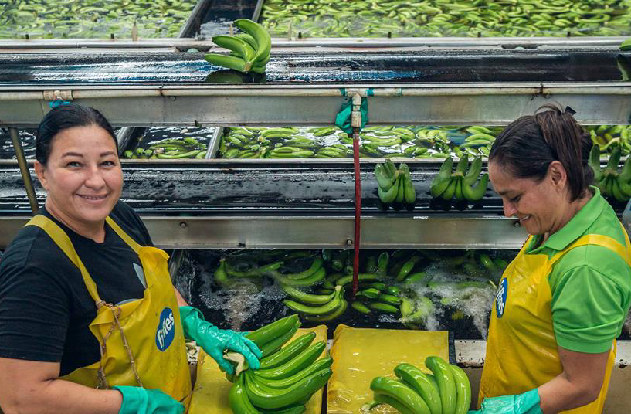 Sector bananero europeo enfrenta múltiples desafíos económicos