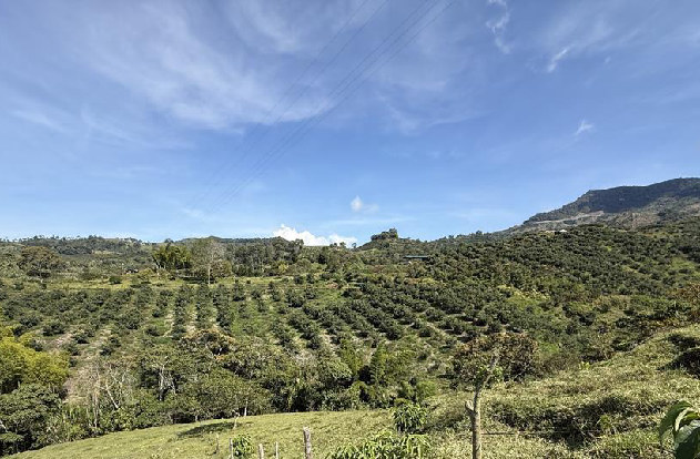 Terremoto en Colombia no impacta significativamente al aguacate