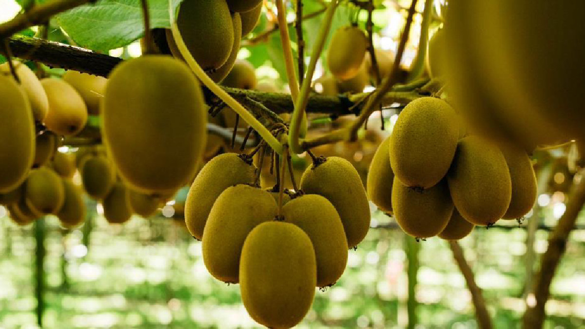Zespri consulta a productores neozelandeses sobre modelo de compra en China