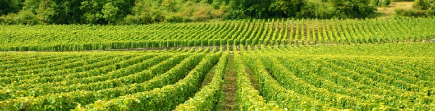 Talia Farms reinicia venta tras nombramiento de administradores