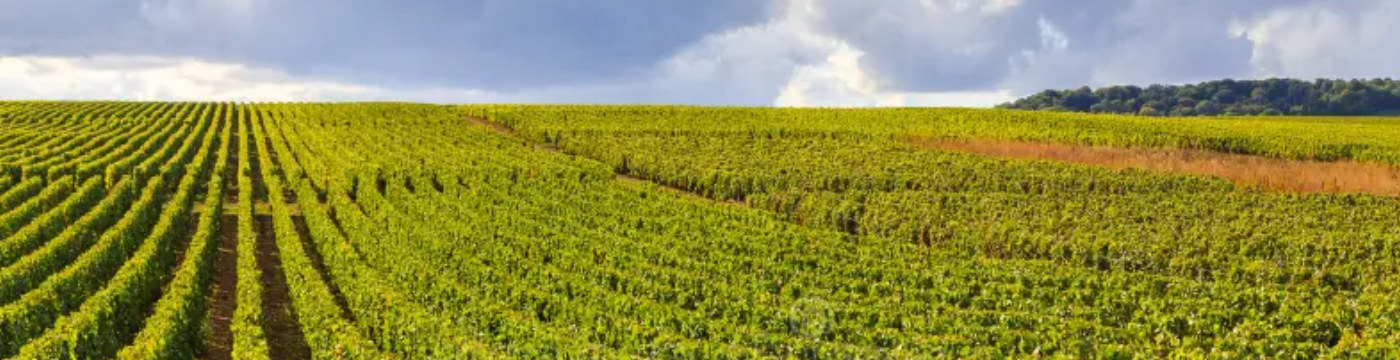 Uva egipcia busca afianzarse en el mercado europeo