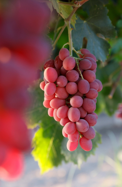 Uvas sin semilla Tiqi llegan al mercado británico en exclusiva con M&S